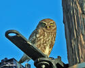 Little Owl