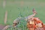 Little Owl