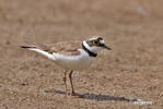 Little Ringed Plover