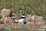 Little Ringed Plover