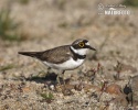 Little Ringed Plover