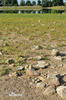 Little Ringed Plover