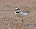 Little Ringed Plover