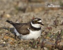 Little Ringed Plover