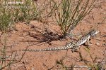 Long-nosed Leopard lizard