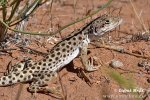 Long-nosed Leopard lizard