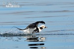 Long Tailed Duck