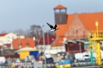 Long Tailed Duck