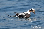 Long Tailed Duck
