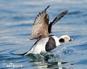 Long Tailed Duck