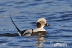 Long Tailed Duck