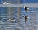 Long Tailed Duck