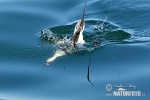 Long Tailed Duck