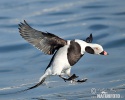 Long Tailed Duck