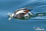 Long Tailed Duck