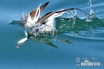 Long Tailed Duck