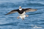 Long Tailed Duck