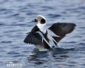 Long Tailed Duck