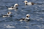 Long Tailed Duck