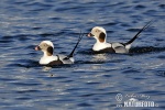 Long Tailed Duck