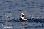 Long Tailed Duck