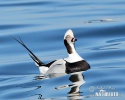 Long Tailed Duck