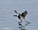 Long Tailed Duck