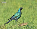 Long-tailed glossy Starling