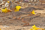 Long-tailed Ground-Dove