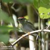 Long-tailed Manakin