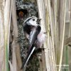 Long-tailed Tit