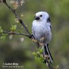 Long-tailed Tit