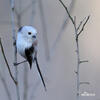 Long-tailed Tit