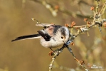 Long-tailed Tit