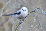 Long-tailed Tit