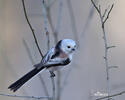 Long-tailed Tit