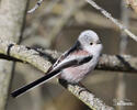 Long-tailed Tit