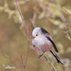 Long-tailed Tit