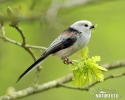 Long-tailed Tit