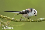 Long-tailed Tit