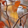 Long-tailed Tit