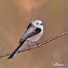 Long-tailed Tit