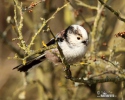 Long-tailed Tit