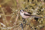 Long-tailed Tit