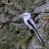 Long-tailed Tit