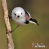 Long-tailed Tit