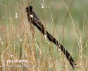 Longtailed Widow Long-tailed