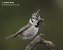 Lophophanes cristatus