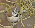 Lophophanes cristatus