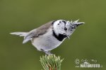 Lophophanes cristatus